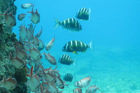 Banded seabream (Diplodus fasciatus) and Blackbar soldierfish (Myripristis jacobus)