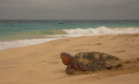 Karettschildkrötenweibchen kehrt nach der Eiablage ins Meer zurück