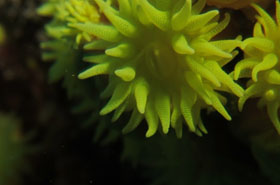 Polyp der Gelben Kelchkoralle (Tubastrea aurea)