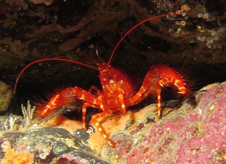 Red Atlantic reef lobster (Enoplometopus antillensis)